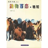 动物百态•骆驼