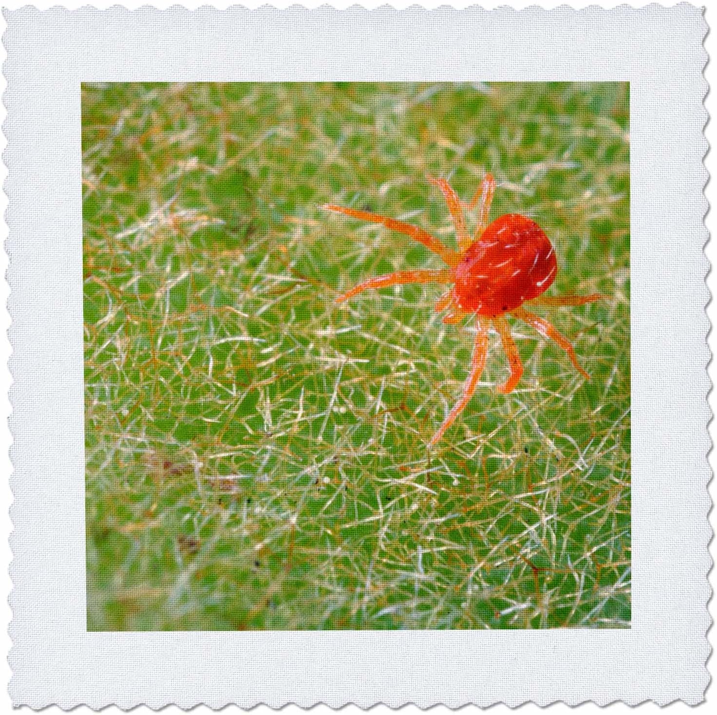 3drose usa, california, extreme close-up of a spider mite.